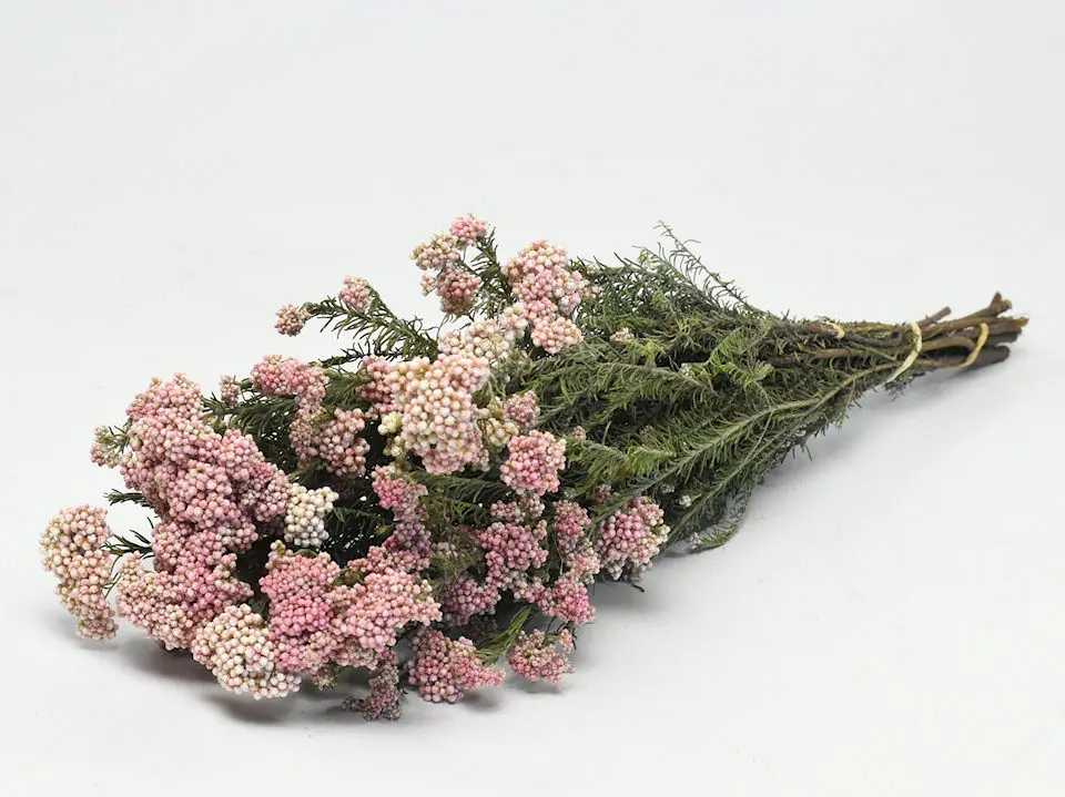 Rice Flower 60 cm, 10 tiges