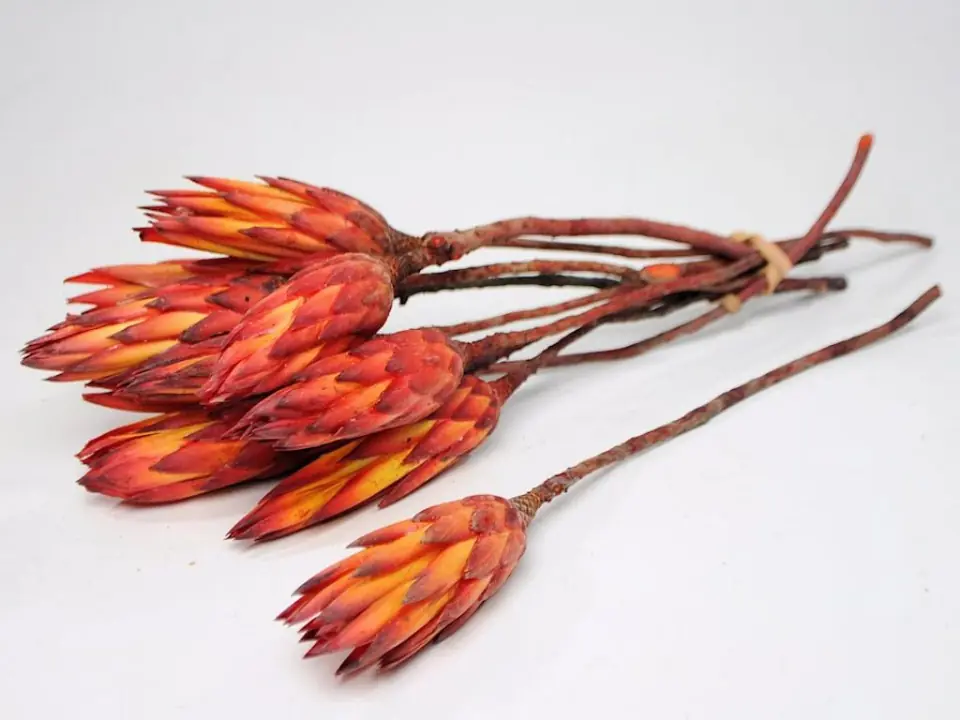Protea Rouge 30-35 cm · lot de 5
