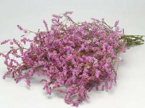 Limonium Rose 60 cm