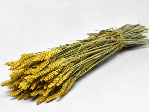 Bouquet Triticum Jaune (blé) 70 cm