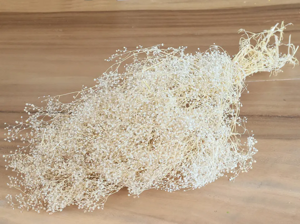 Gypsophila 35 cm