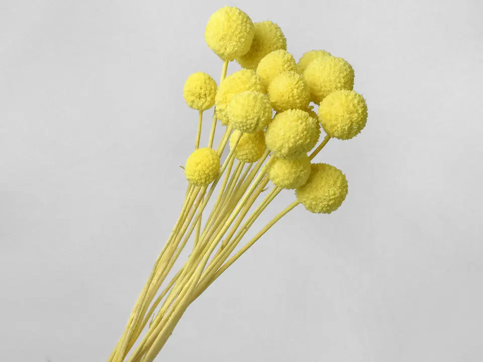 Craspedia Jaune Pastel 15 pièces 40 cm