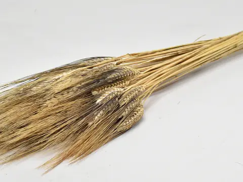 Bouquet Blé Barbe Noir 250 g 75 cm