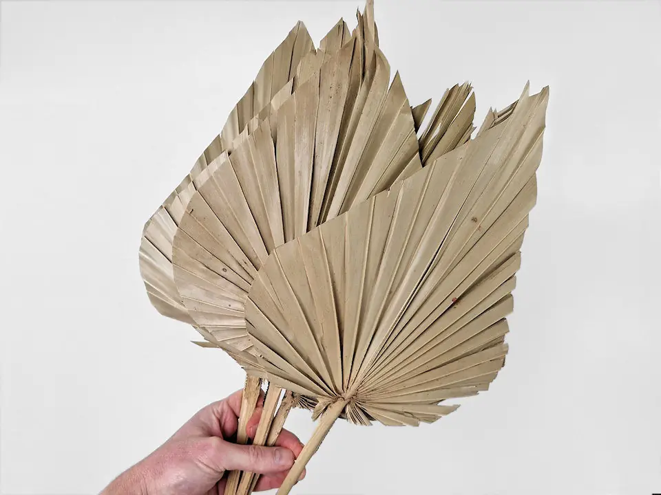 King Palme lance · lot de 5