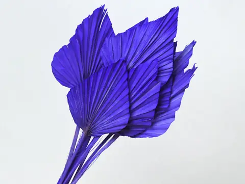 Palme lance Violet 40-55 cm · lot de 10