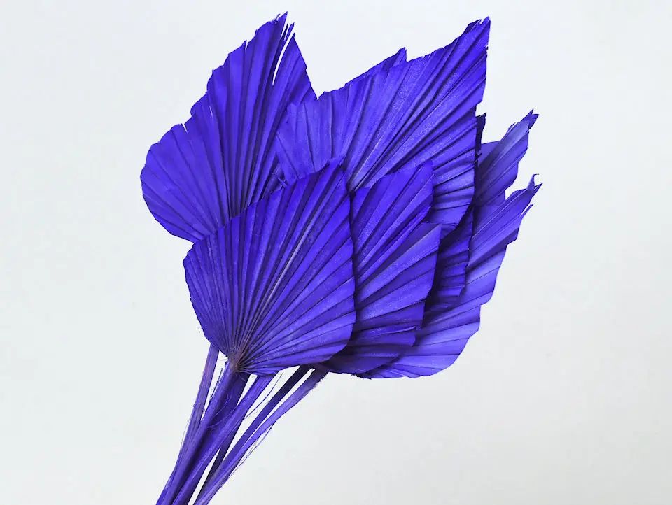 Palme lance Violet 40-55 cm · lot de 10