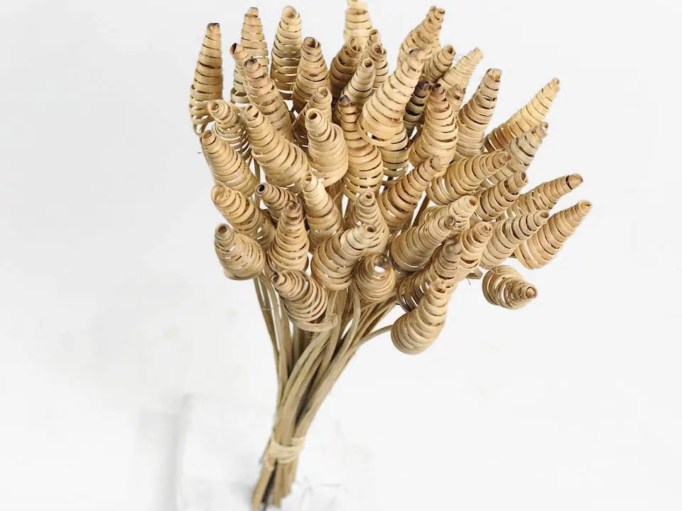Cane Cone · lot de 20