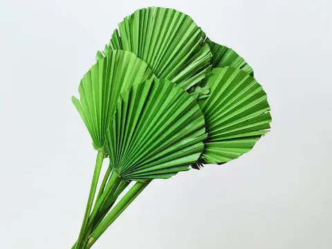 Palme lance ronde Vert 40-55 cm · lot de 10