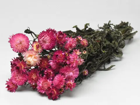 Bouquet Helichrysum Rose 45 cm