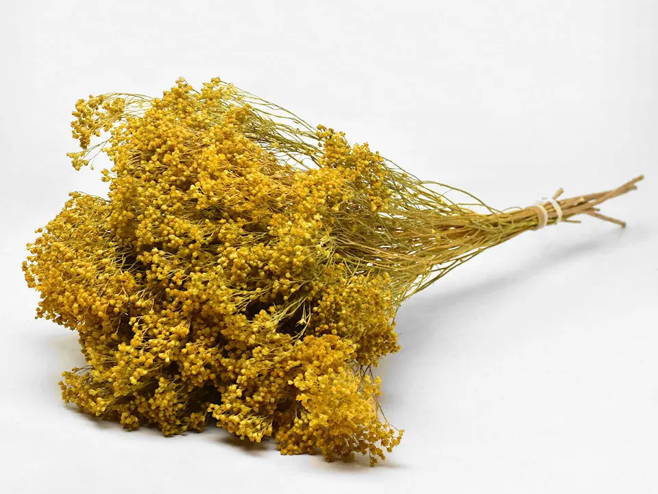 Bouquet Broom bloom Jaune 50 cm