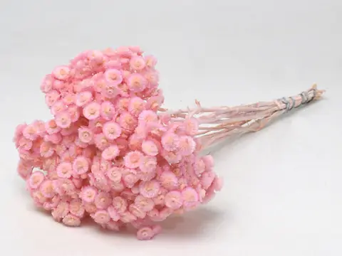 Immortelle du Var 30 cm Rose