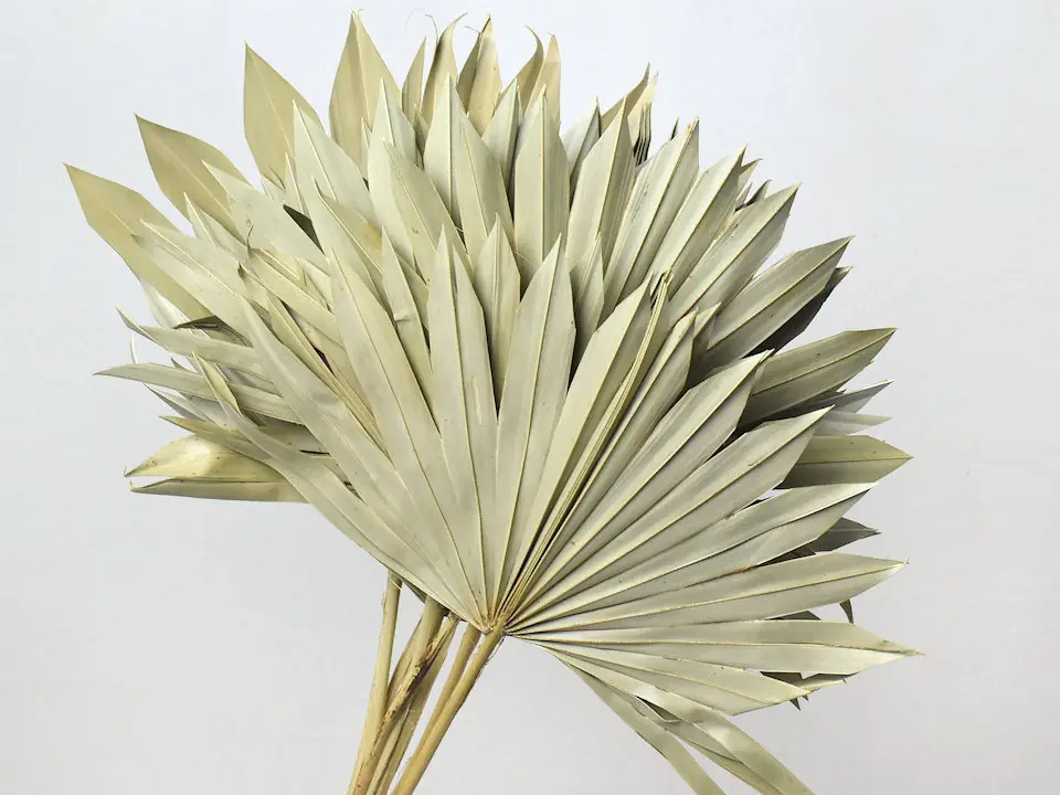 Sun Spear 40-50 cm · lot de 10