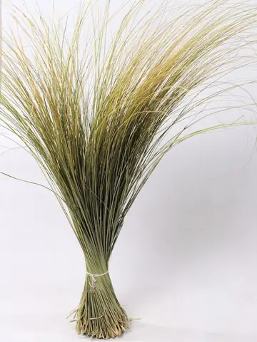 Oyats XL 120 cm 500 g