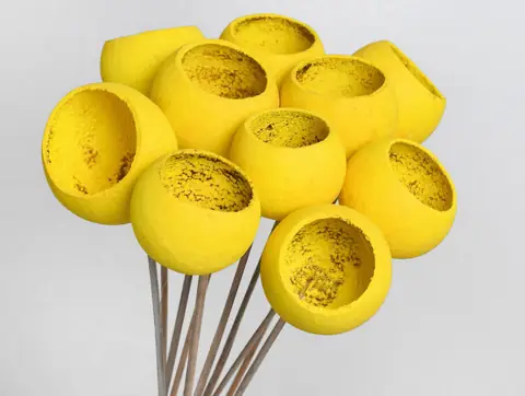 Bell Cup Jaune (10 pièces)