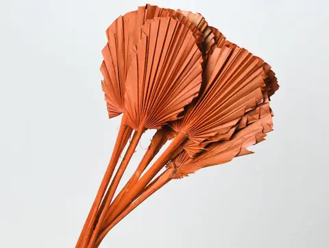 Palme lance ronde Orange 40-55 cm · lot de 10