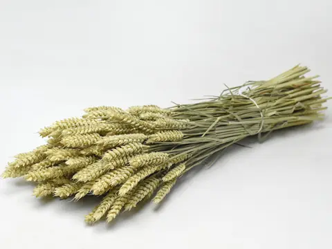 Bouquet Triticum (Blé) 70 cm