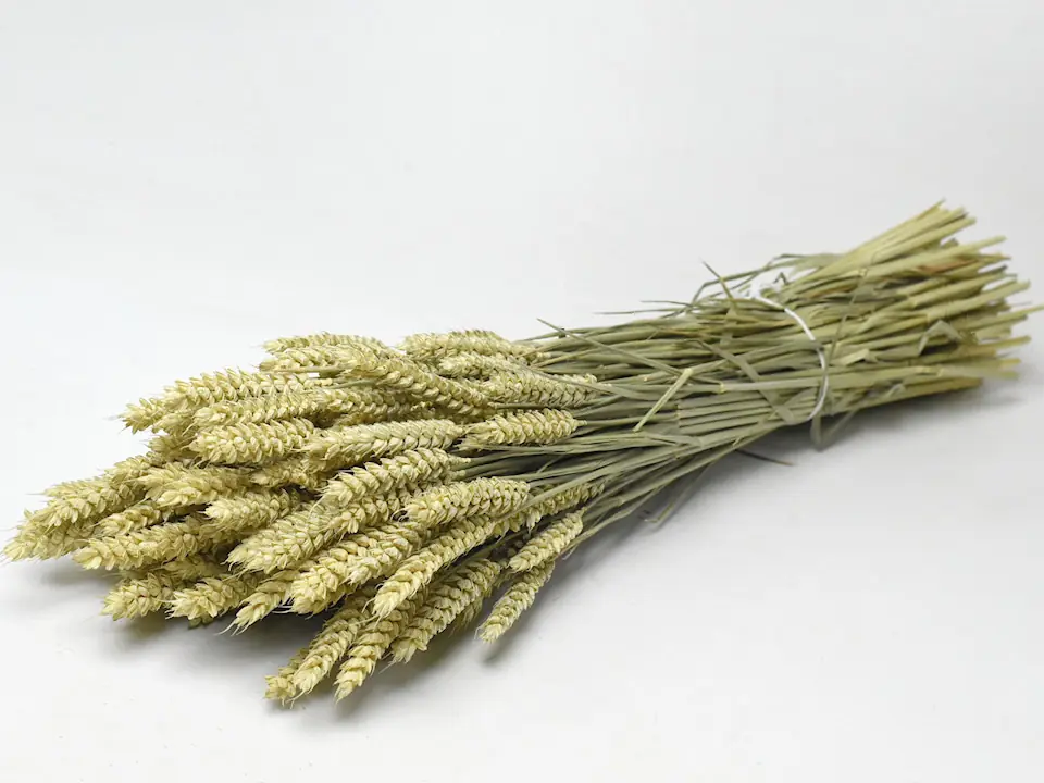 Bouquet Triticum (Blé) 70 cm