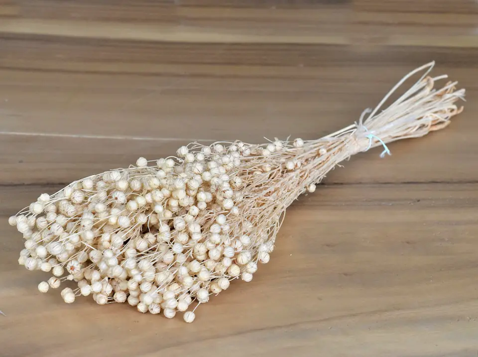 Linum Blanchi100 g