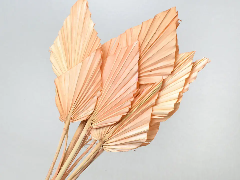 Palme lance Pêche Pastel 40-55 cm · lot de 5