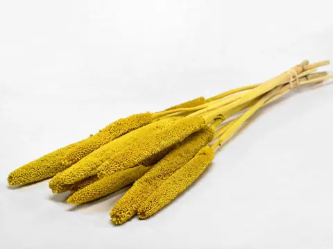 Babala Jaune 10 pièces 70 cm