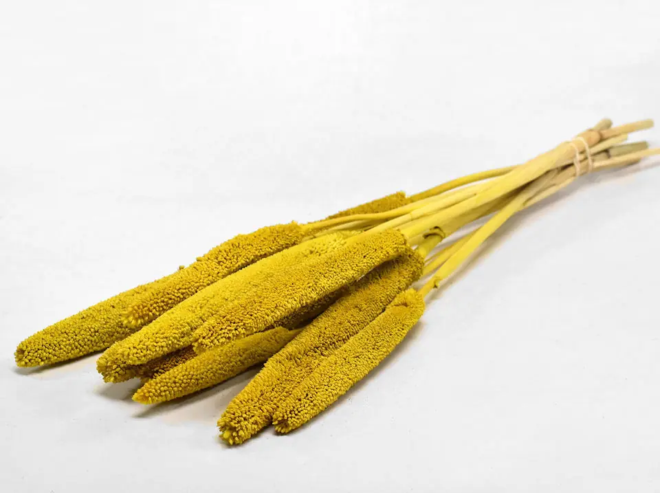 Babala Jaune 10 pièces 70 cm