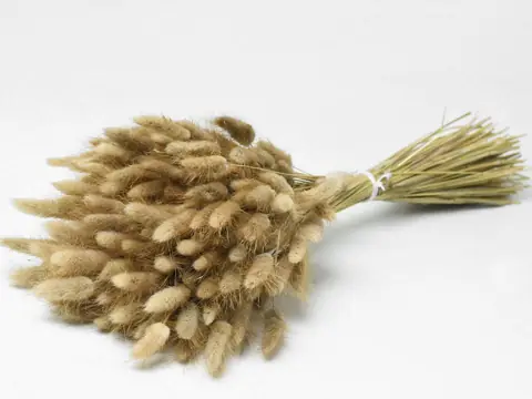 Bouquet Lagurus 100 g