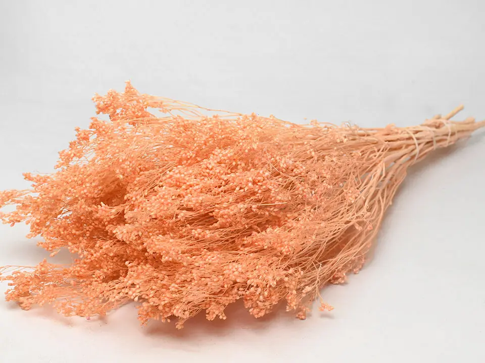 Broom bloom Peche Pastel 50 cm