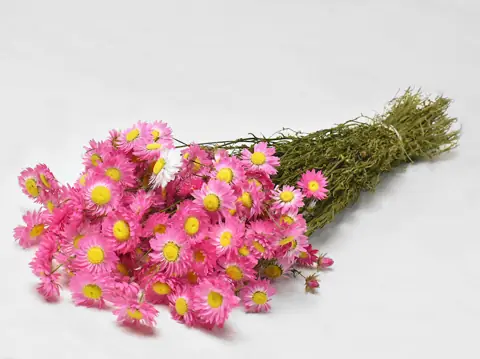 Acroclinium Rose 50 cm