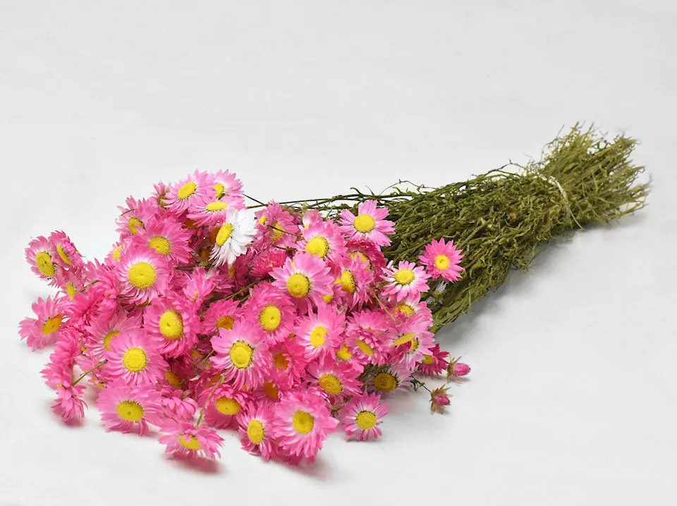 Acroclinium Rose 50 cm