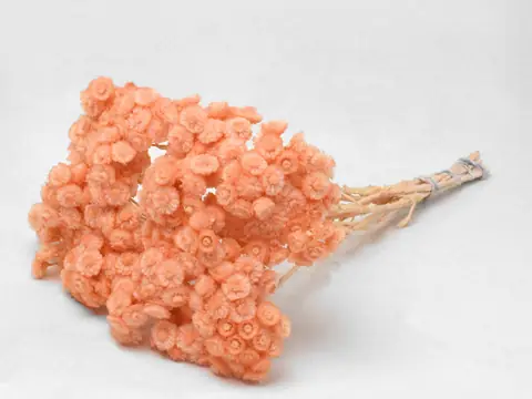 Immortelle du Var 30 cm Peach