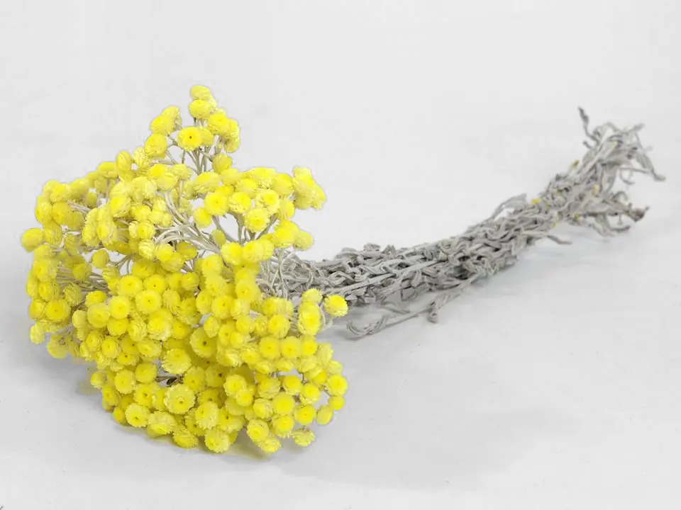 Bouquet Immortelle du Var 30 cm