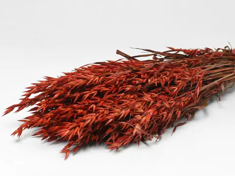 Bouquet Avoine Rouge 70 cm