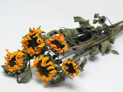 Tournesol Mini 5 pièces