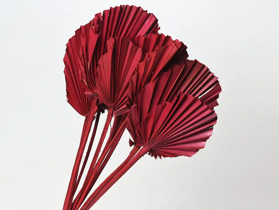 Palme lance ronde Rouge 40-55 cm · lot de 10