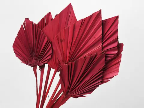 Palme lance Rouge 40-55 cm · lot de 10