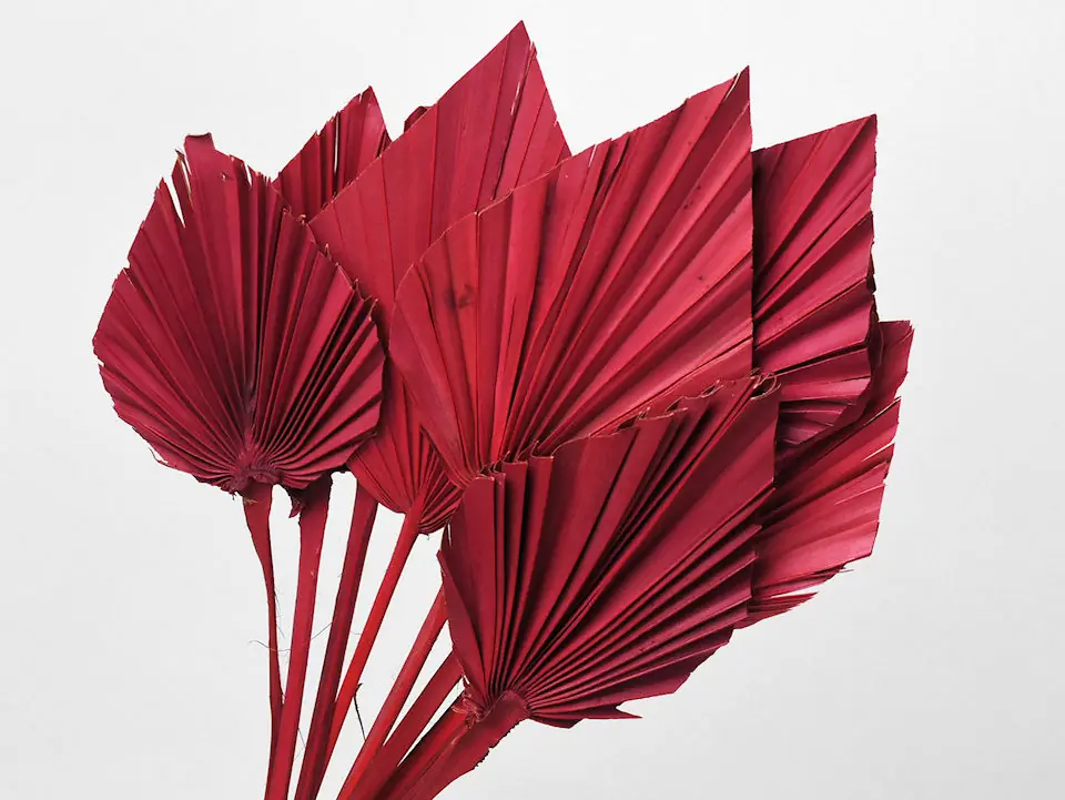 Palme lance Rouge 40-55 cm · lot de 10