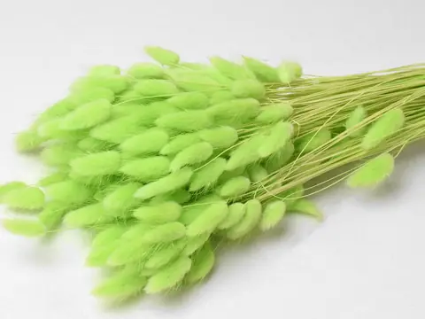 Bouquet Lagurus Vert Pastel 60 cm