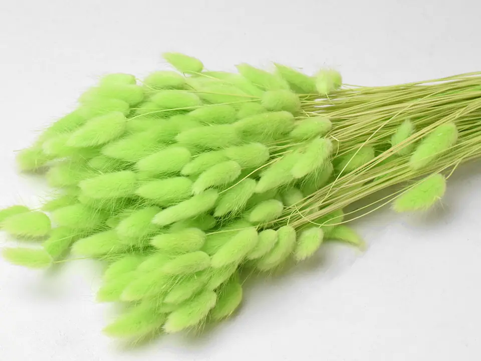 Bouquet Lagurus Vert Pastel 60 cm