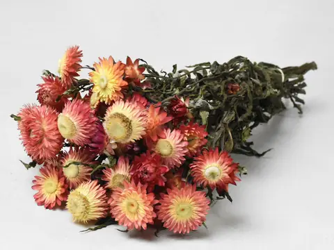Bouquet Helichrysum Ouvert salmon 45 cm