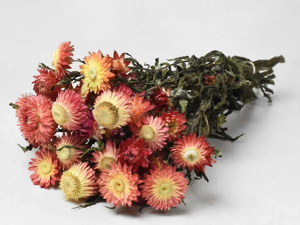 Bouquet Helichrysum Ouvert salmon 45 cm
