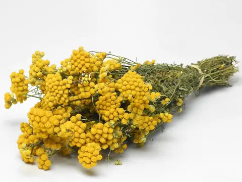 Bouquet Lonas 50 cm