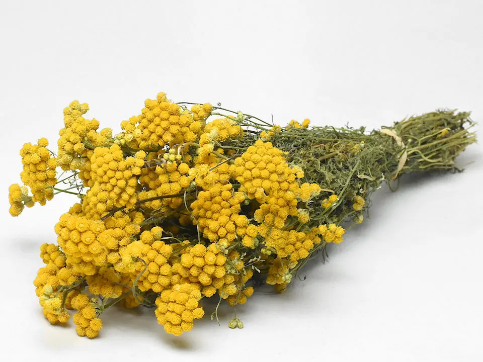 Bouquet Lonas 50 cm