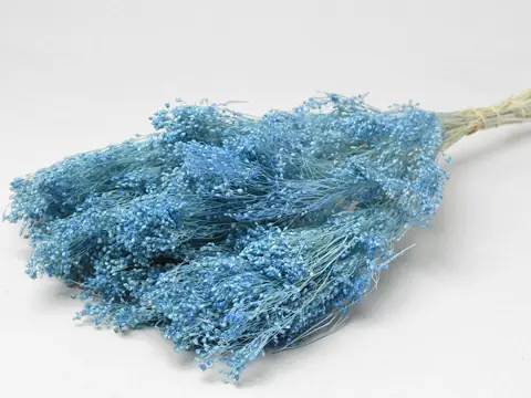 Broom bloom Bleu Pastel 50 cm 100 g