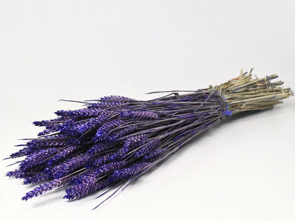 Bouquet Triticum Violet 70 cm (blé)