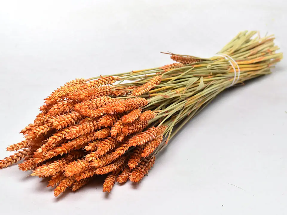 Bouquet Triticum Orange (blé) 70 cm