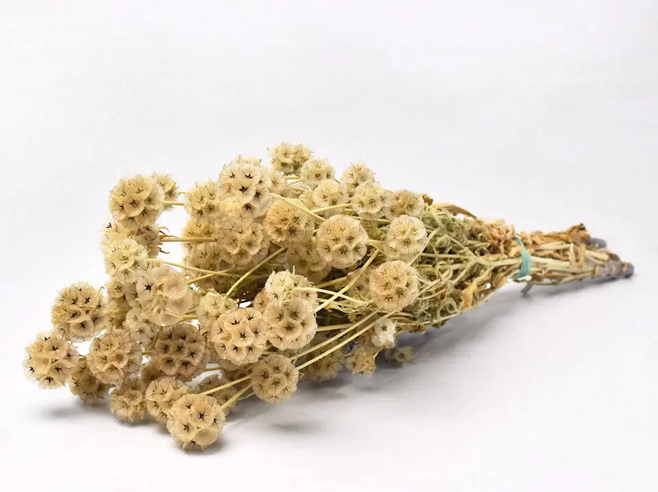 Bouquet de Scabiosa 60 cm