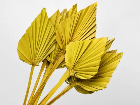 Palme lance Jaune 40-55 cm · lot de 10