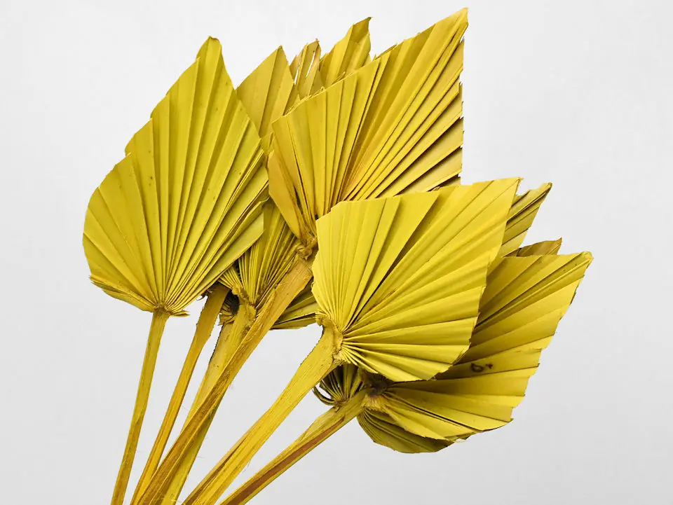 Palme lance Jaune 40-55 cm · lot de 10