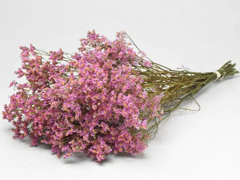 Limonium 60 cm Rose Clair