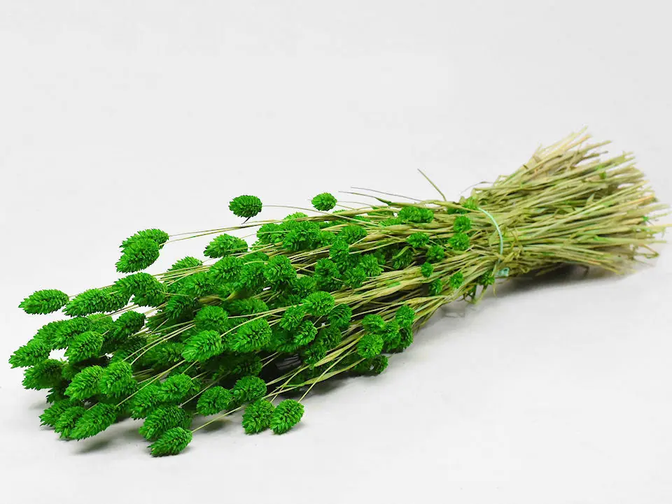 Bouquet Phalaris Vert 70 cm